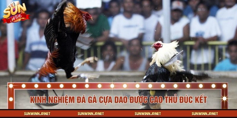 Chia sẻ kinh nghiệm đá gà cựa dao từ giới chuyên gia